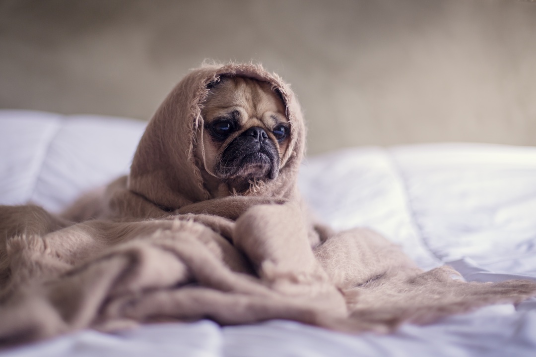 Here is a pug wrapped in a blanket.